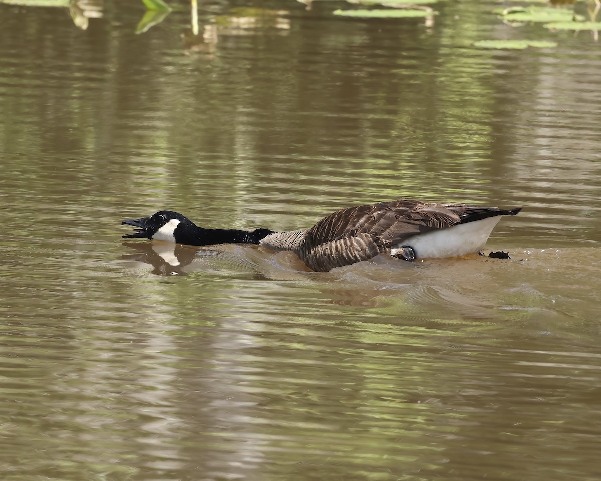 Canada Goose - ML635244749