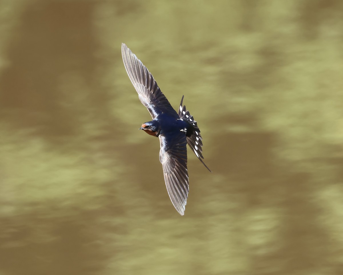Barn Swallow - ML635244777