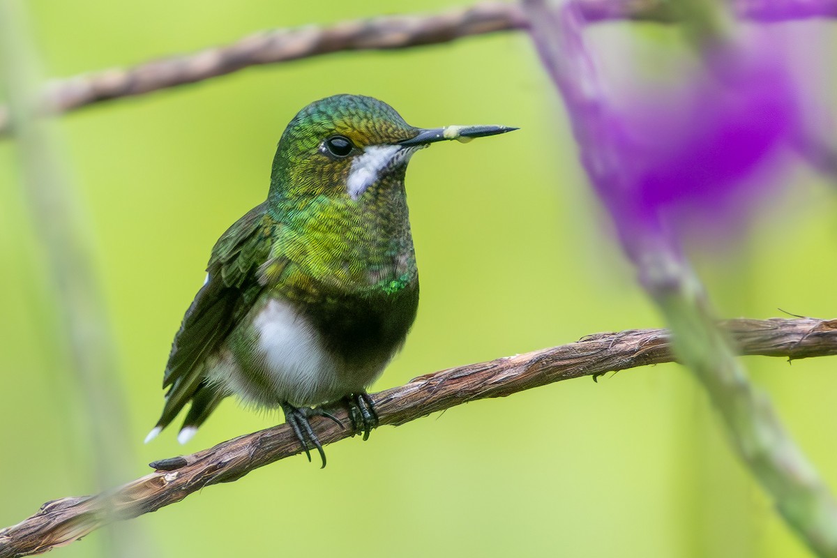 Black-bellied Thorntail - ML635244790