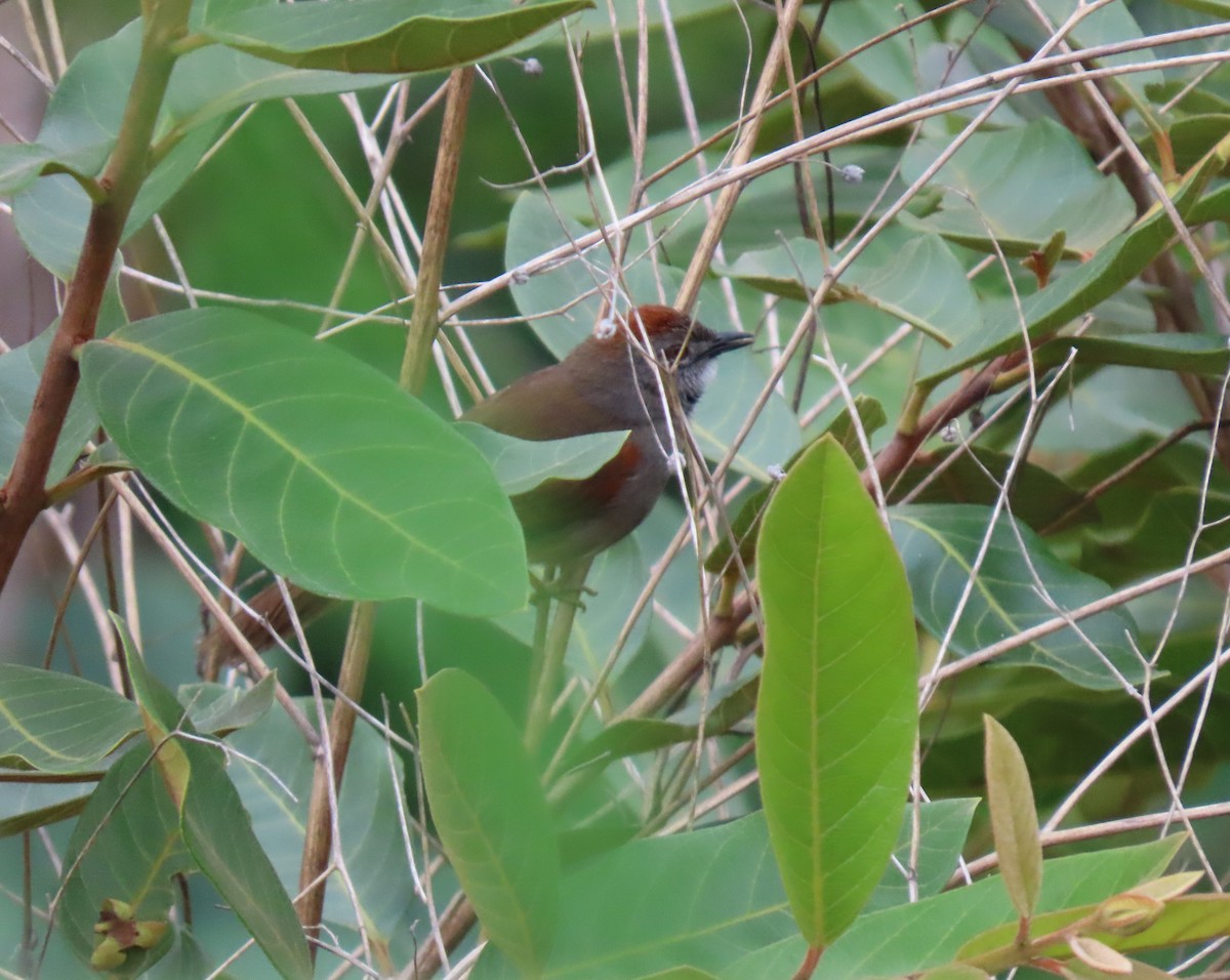Pale-breasted Spinetail - ML635244796