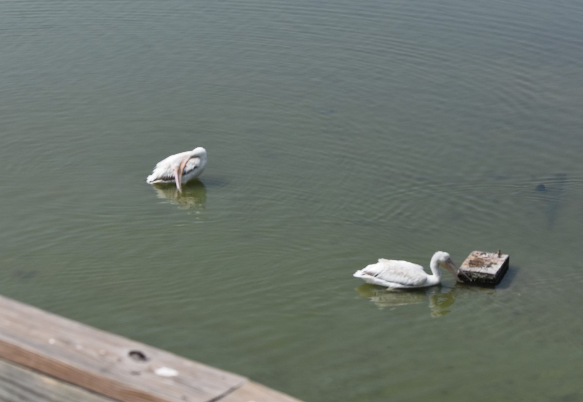 American White Pelican - ML635244863