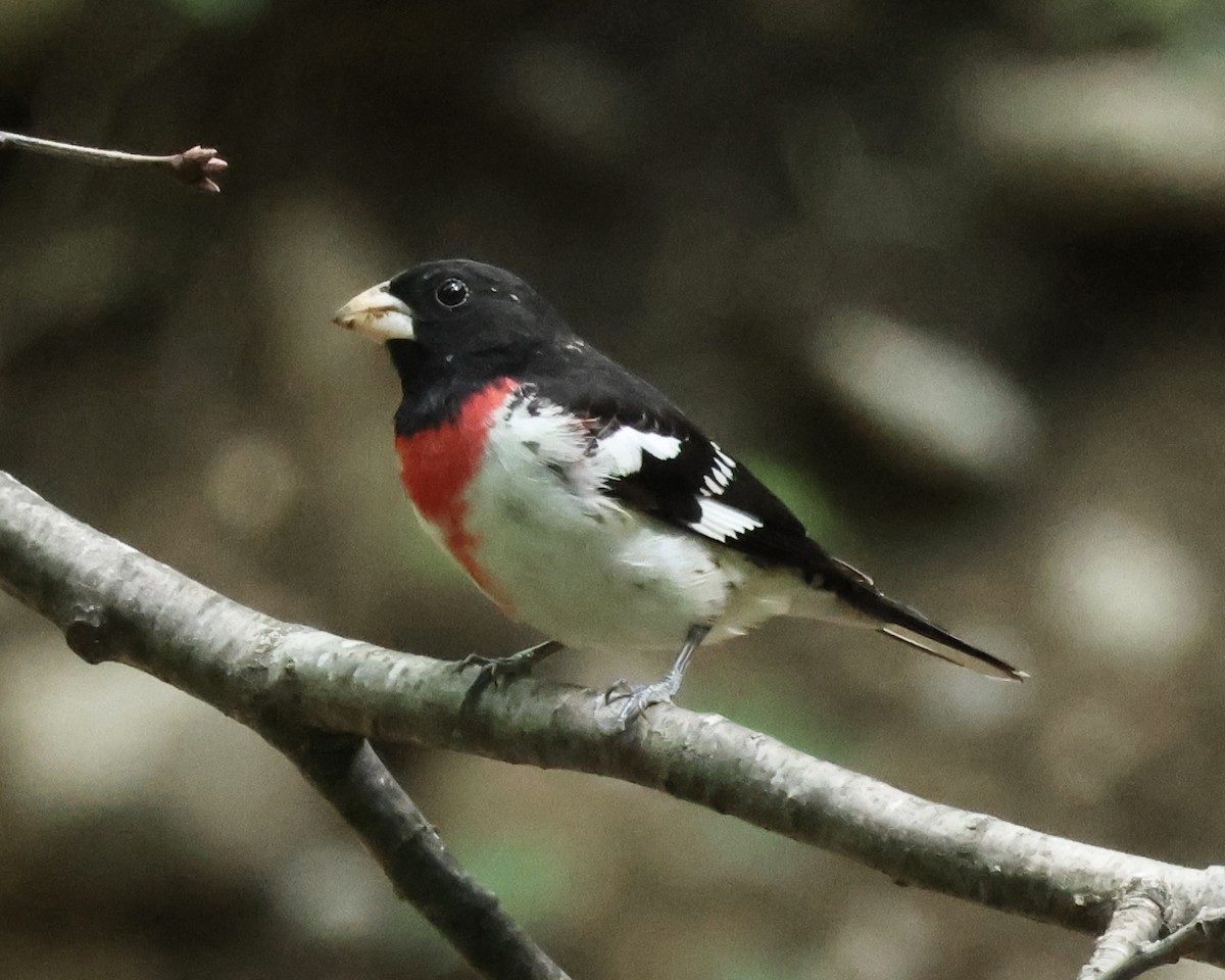 Rose-breasted Grosbeak - ML635244868