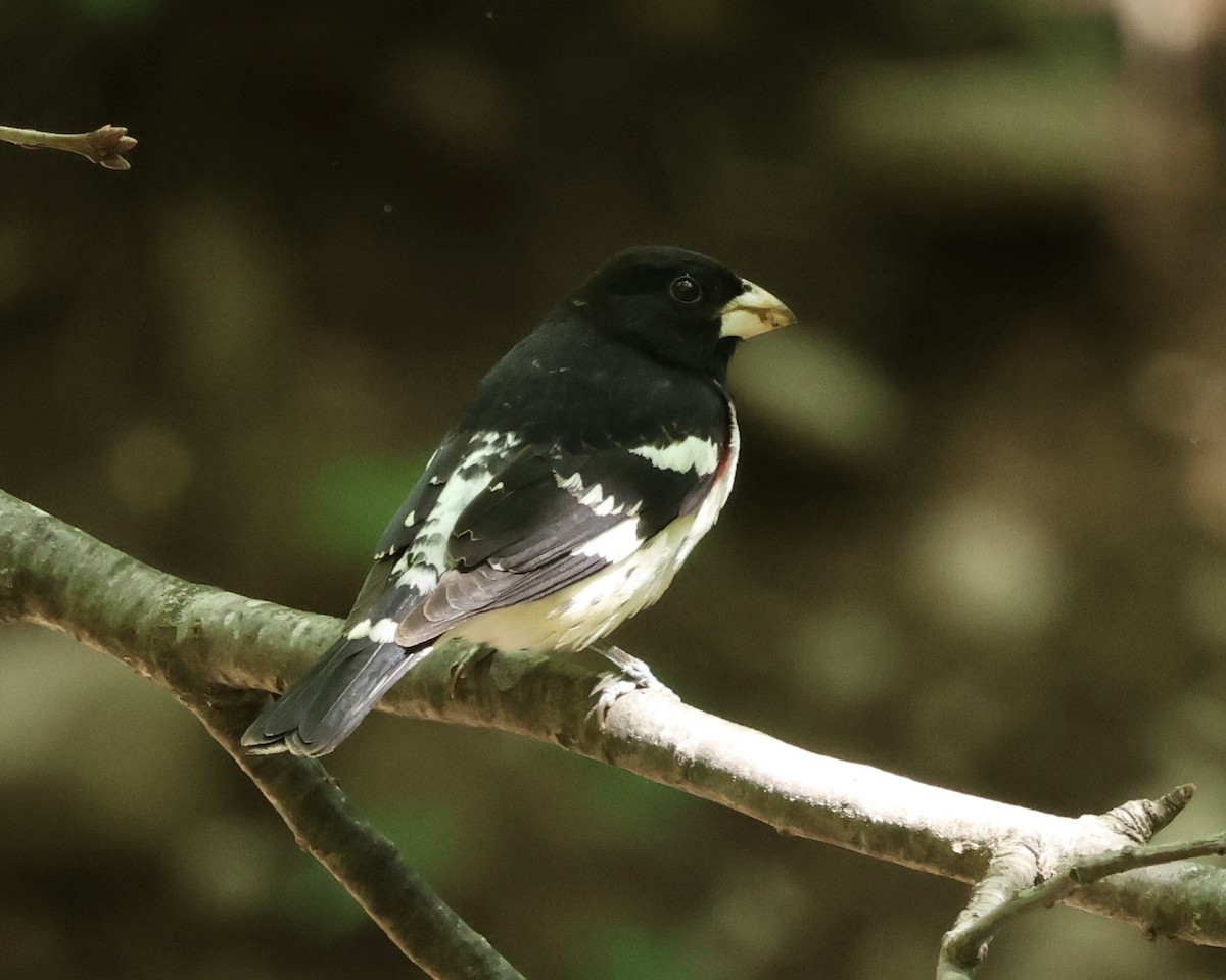 Rose-breasted Grosbeak - ML635244869