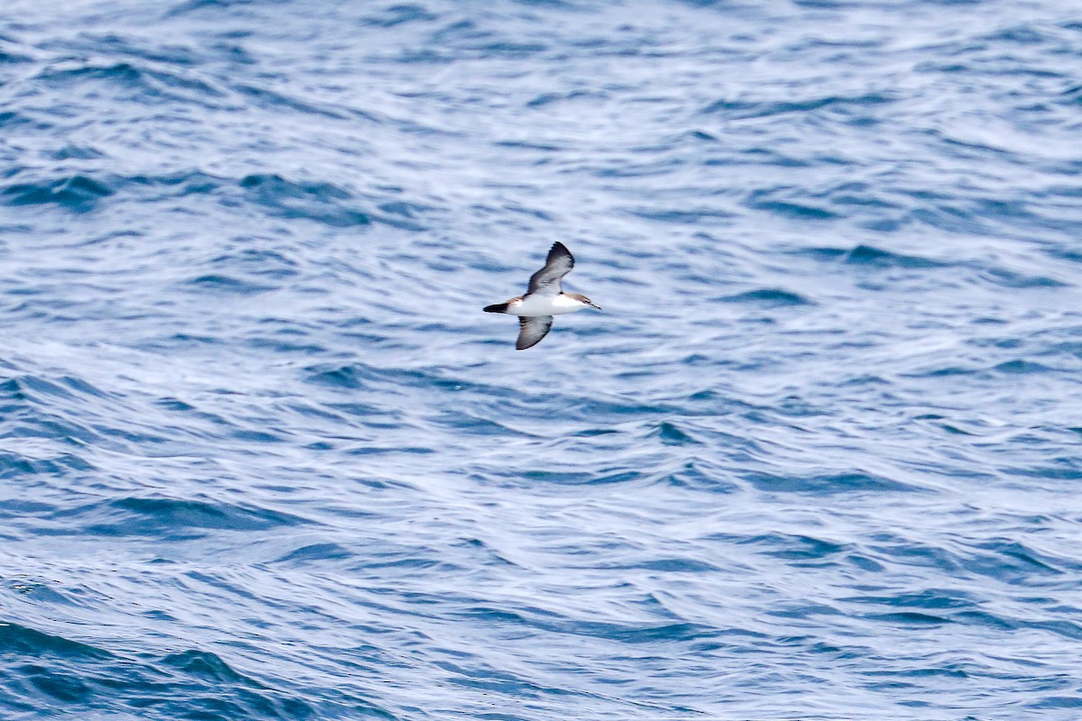 Galapagos Shearwater - ML635244896