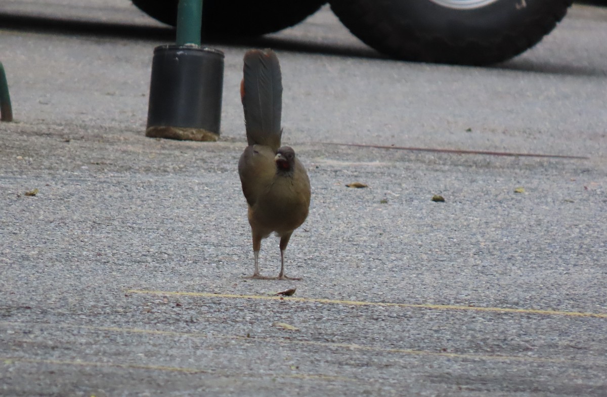 Chachalaca Culirroja - ML635244916