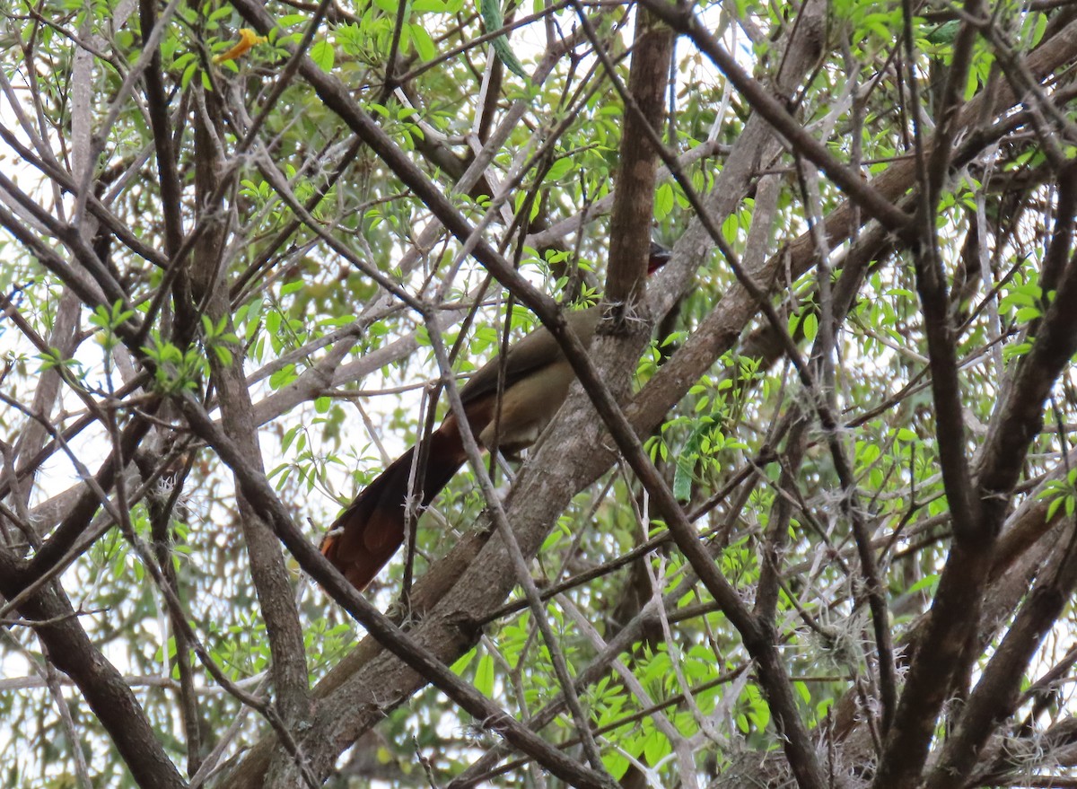 Chachalaca Culirroja - ML635244917