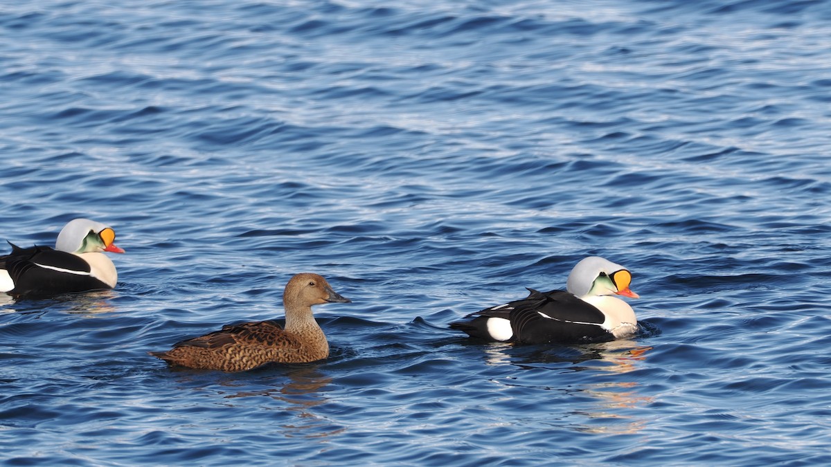 King Eider - ML635244945