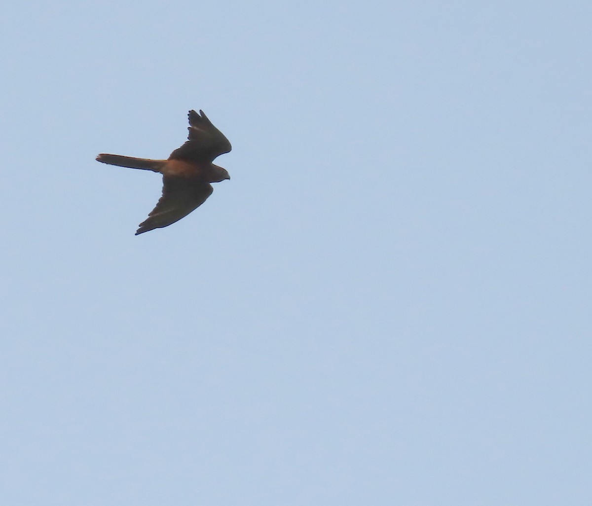 Fox Kestrel - ML635244962