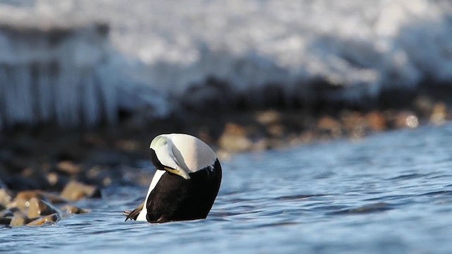 Common Eider - ML635244986