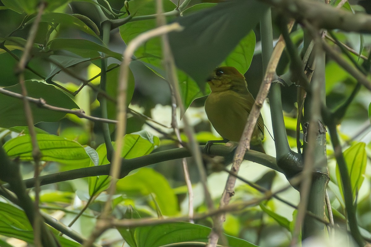Yellow-lored Tanager - ML635245029