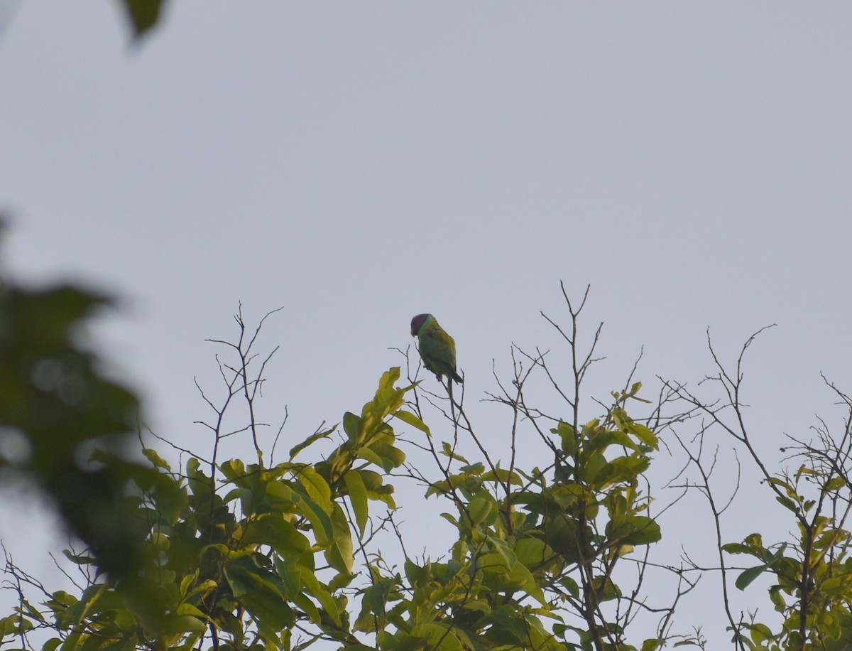 Plum-headed Parakeet - ML635245033