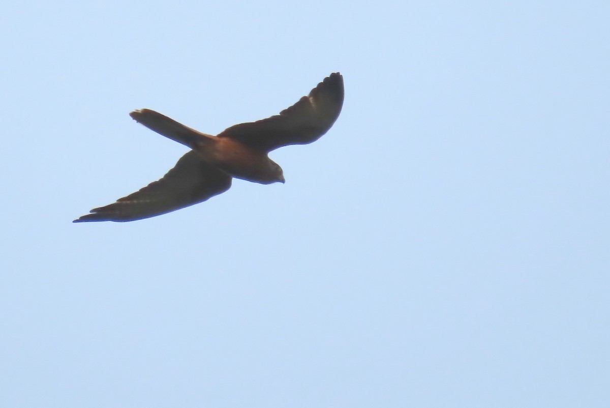 Fox Kestrel - ML635245042