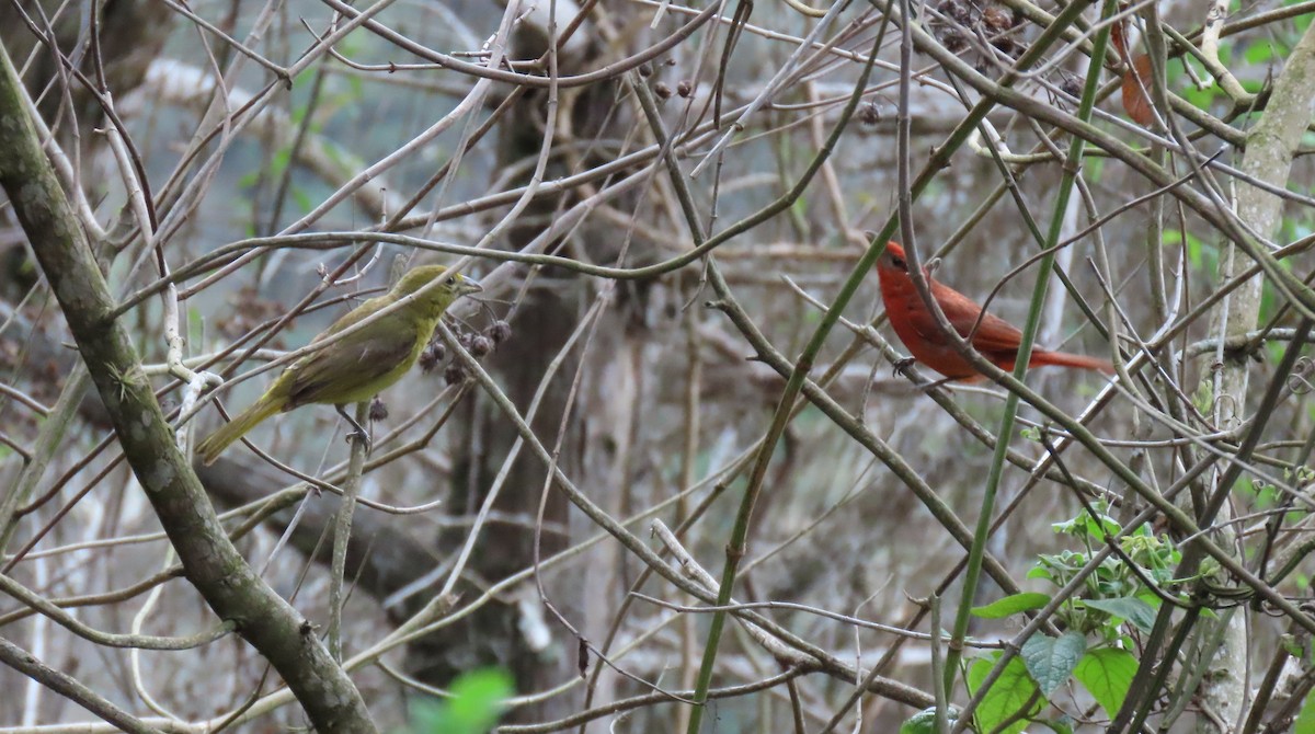 Pale-breasted Thrush - ML635245067
