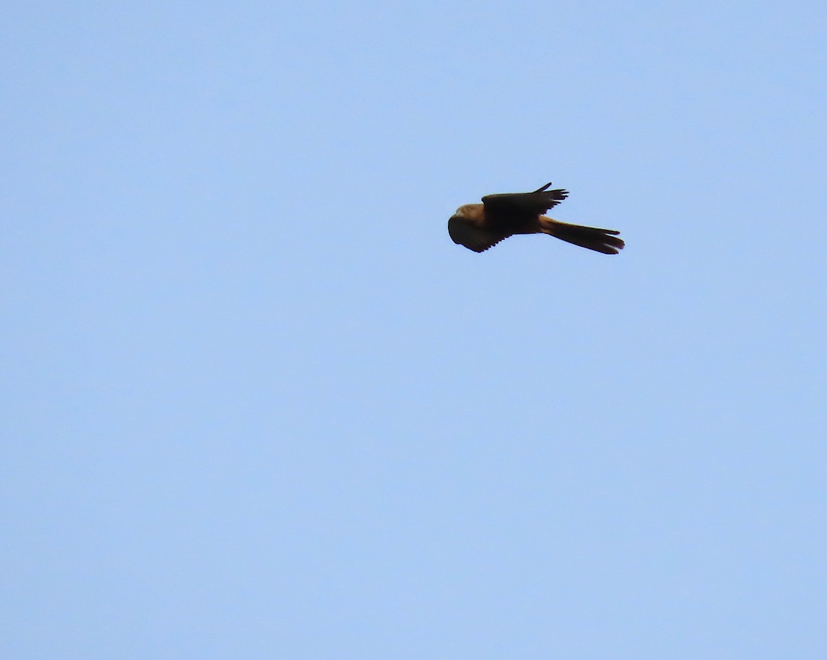 Fox Kestrel - ML635245112