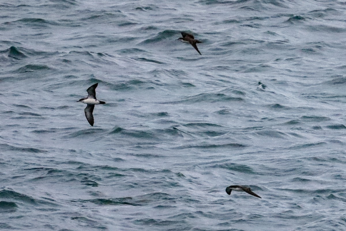 Galapagos Shearwater - ML635245137