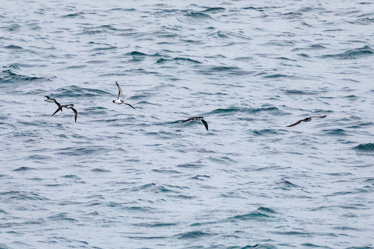 Galapagos Shearwater - ML635245138