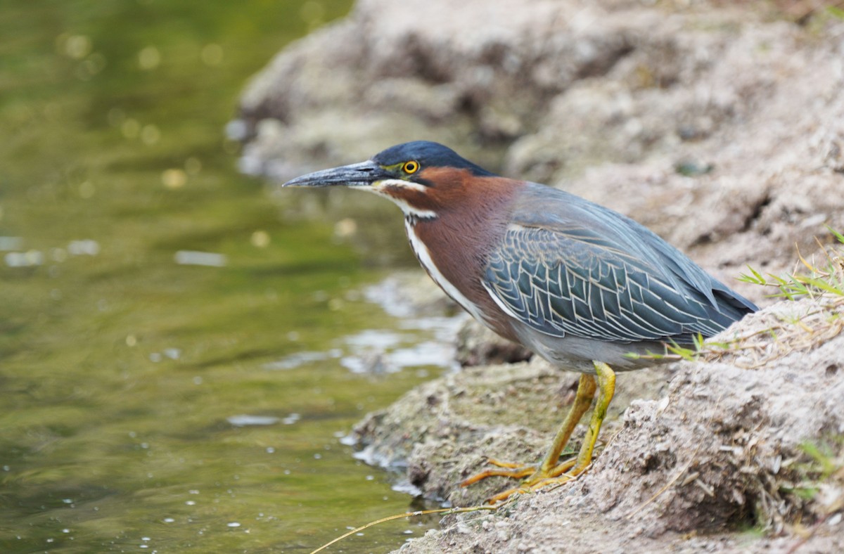 Green Heron - ML635245216