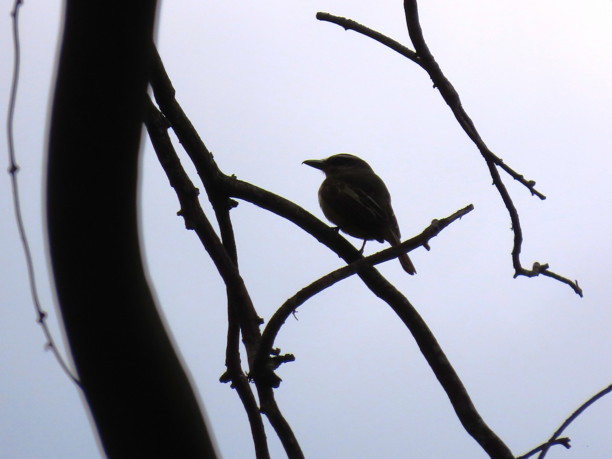 Golden-bellied Flycatcher - ML635245233