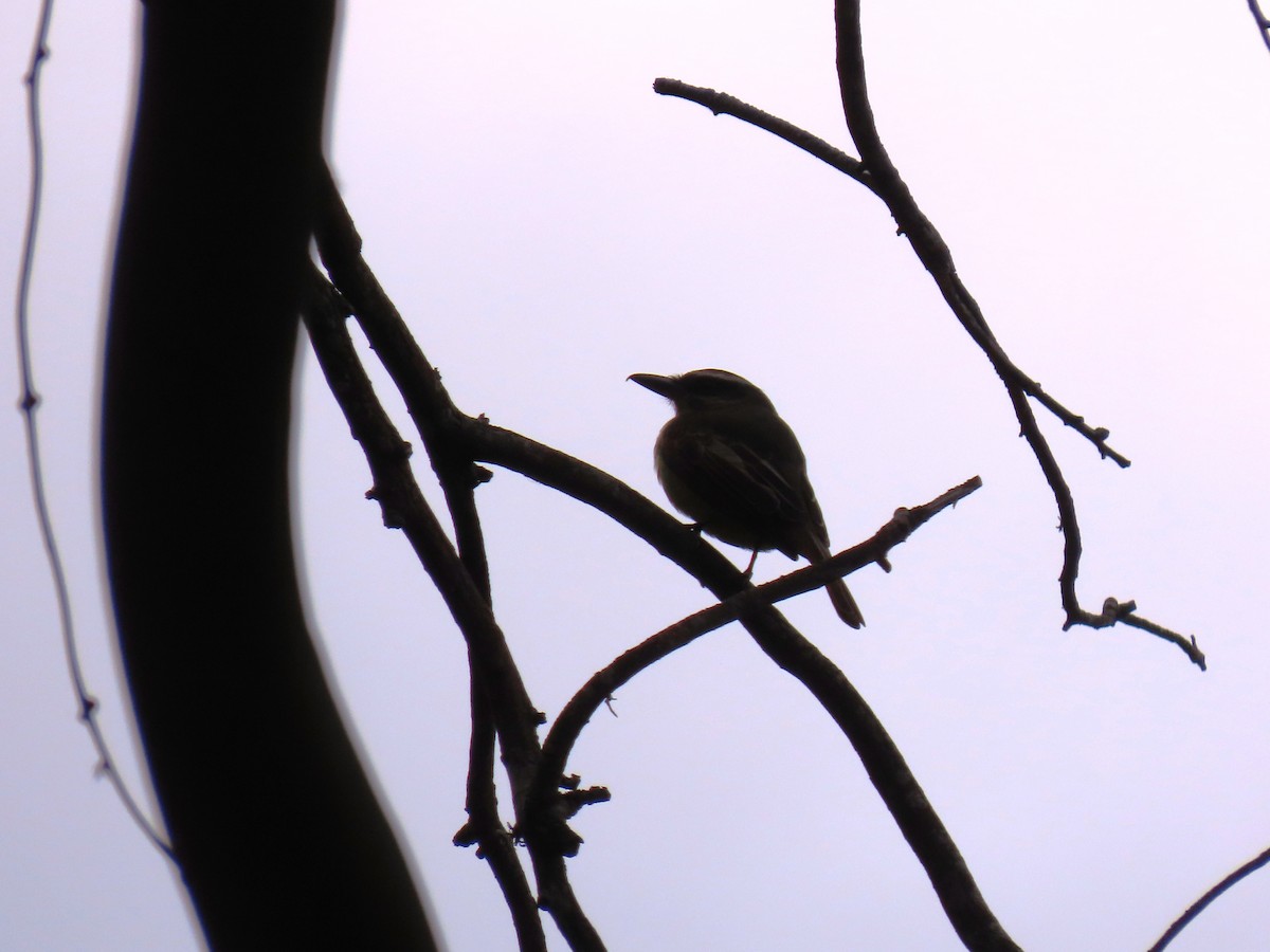 Golden-bellied Flycatcher - ML635245234
