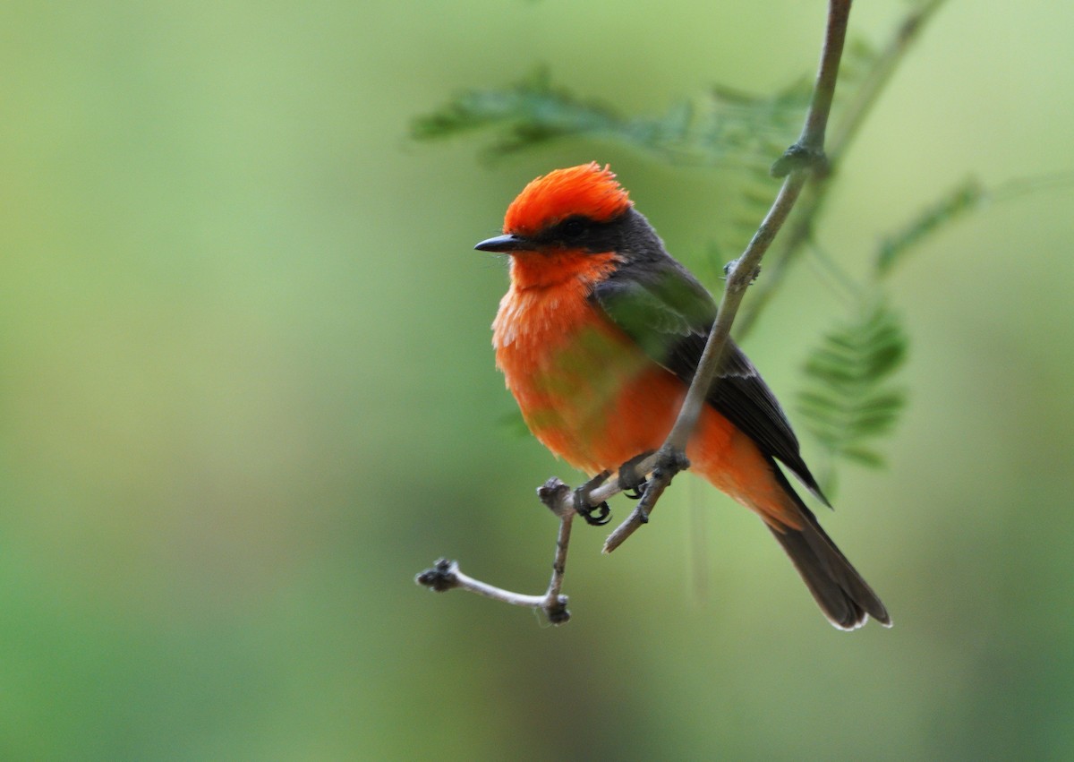 Vermilion Flycatcher - ML635245237