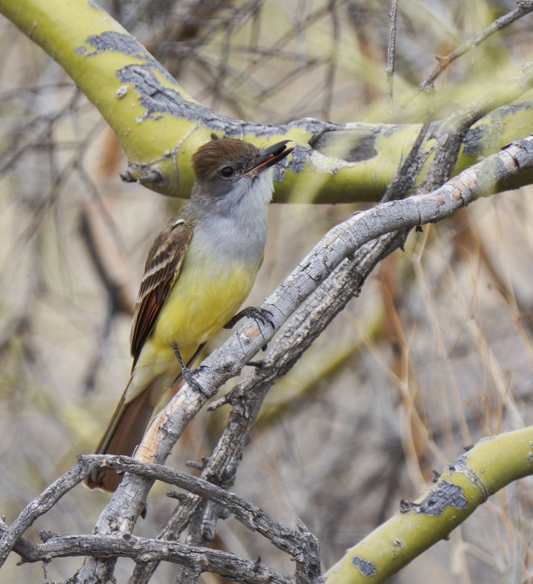 Brown-crested Flycatcher - ML635245253