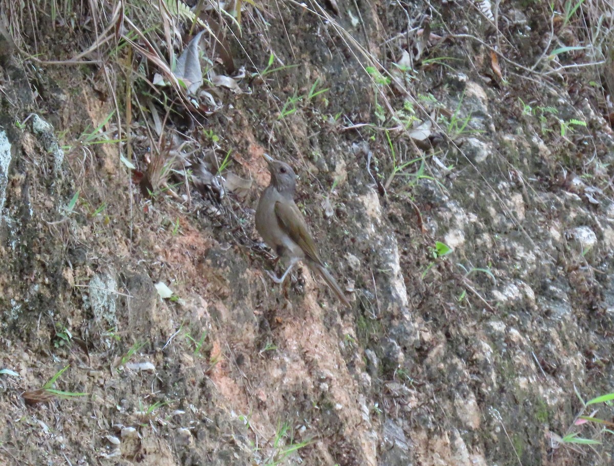 Pale-breasted Thrush - ML635245273
