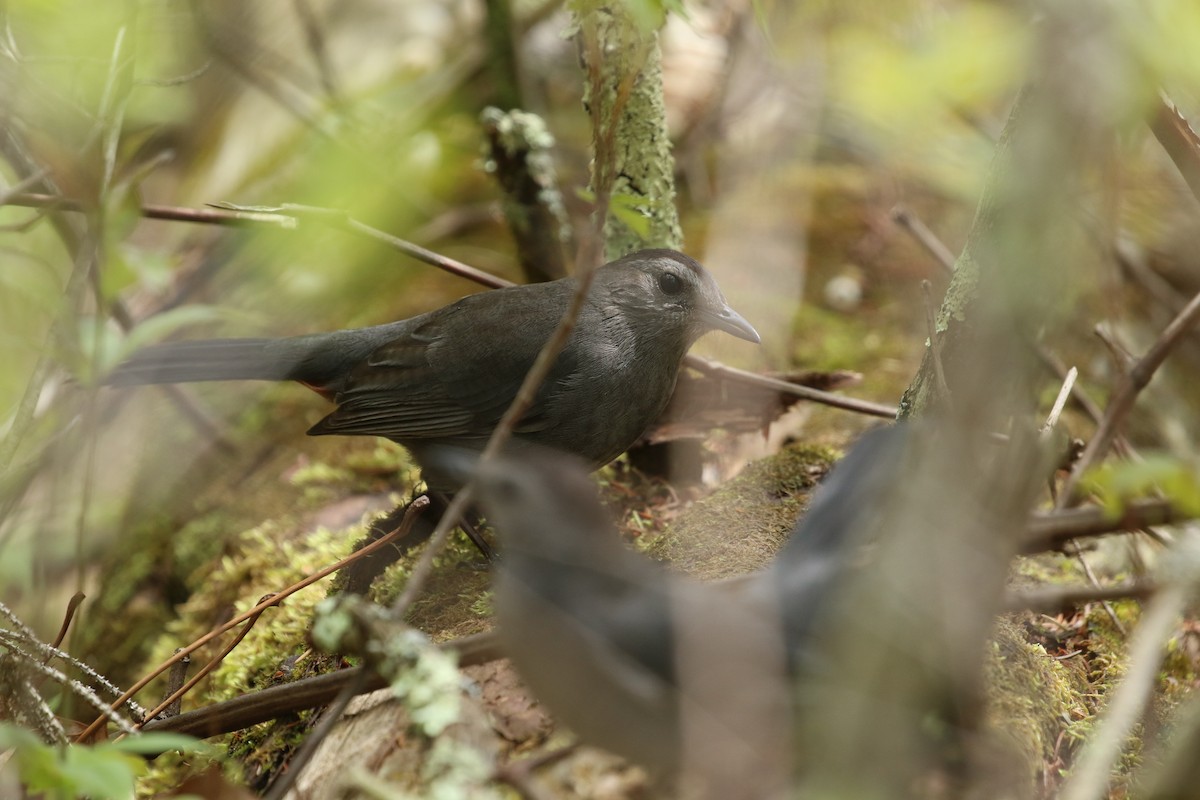 Gray Catbird - ML635245325