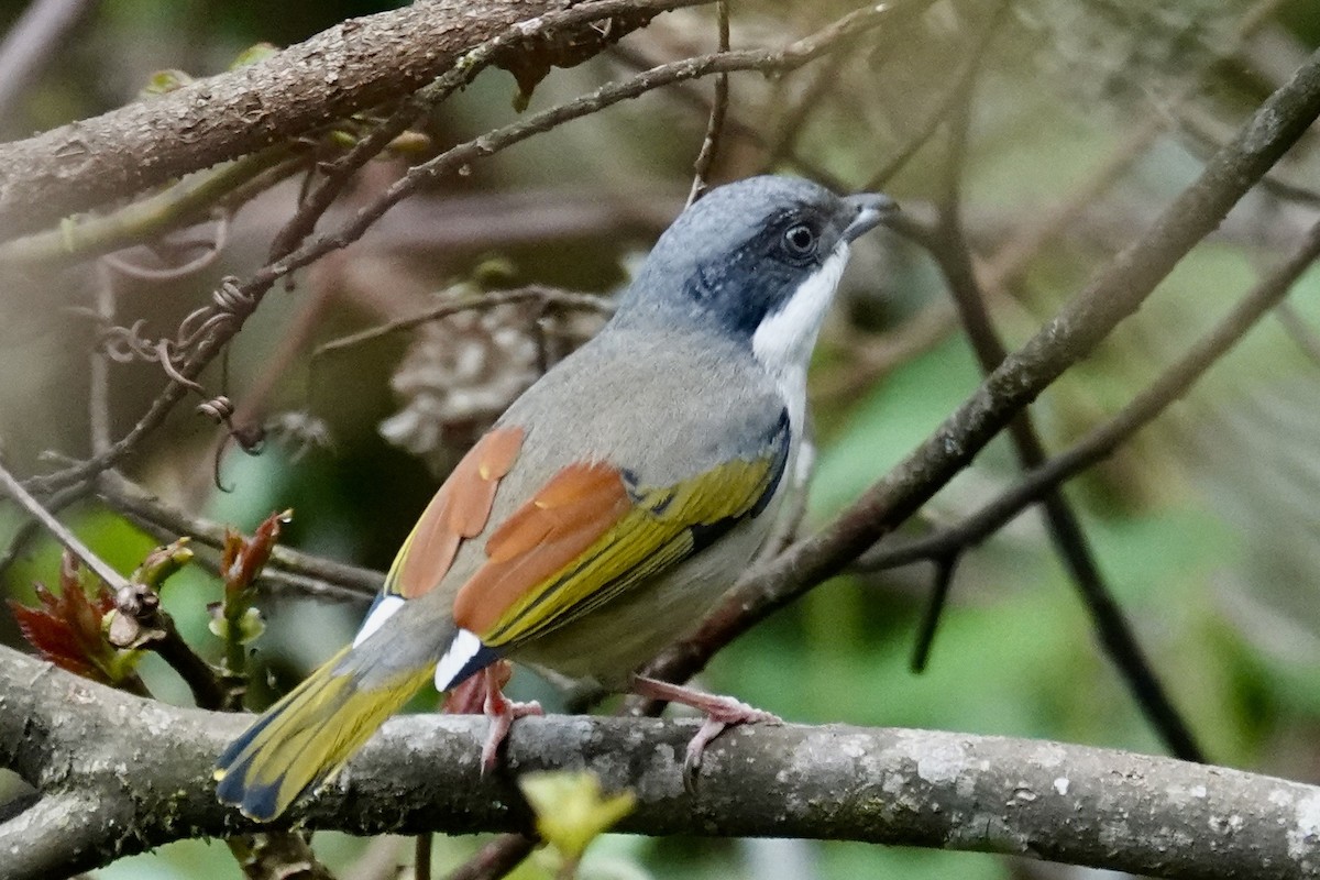 White-browed Shrike-Babbler - ML635245345