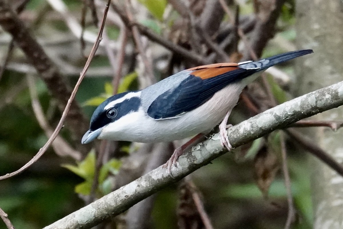 White-browed Shrike-Babbler - ML635245346