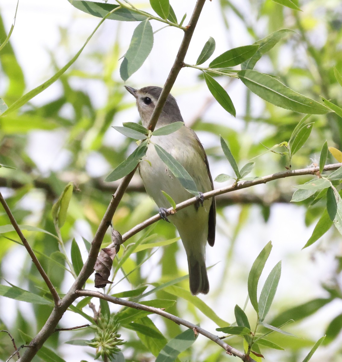 Western Warbling Vireo - ML635245370