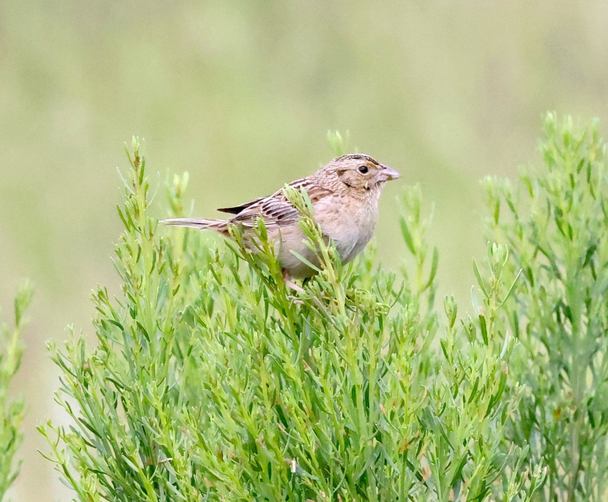 Grasshopper Sparrow - ML635245385