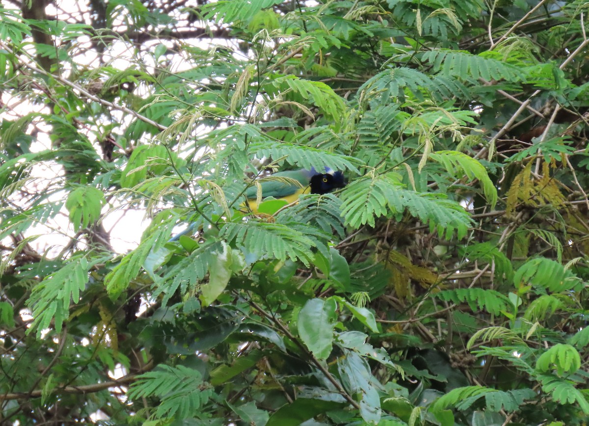 Chara Verde - ML635245391