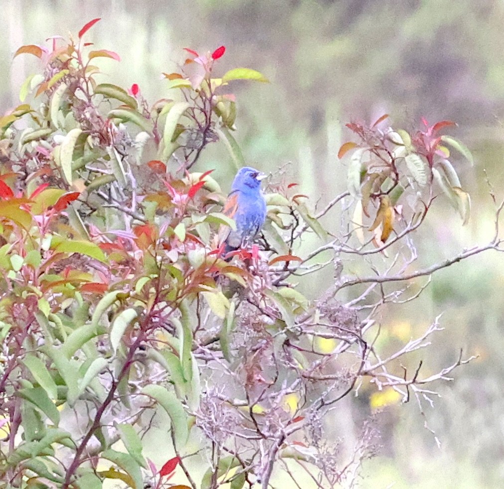 Blue Grosbeak - ML635245402