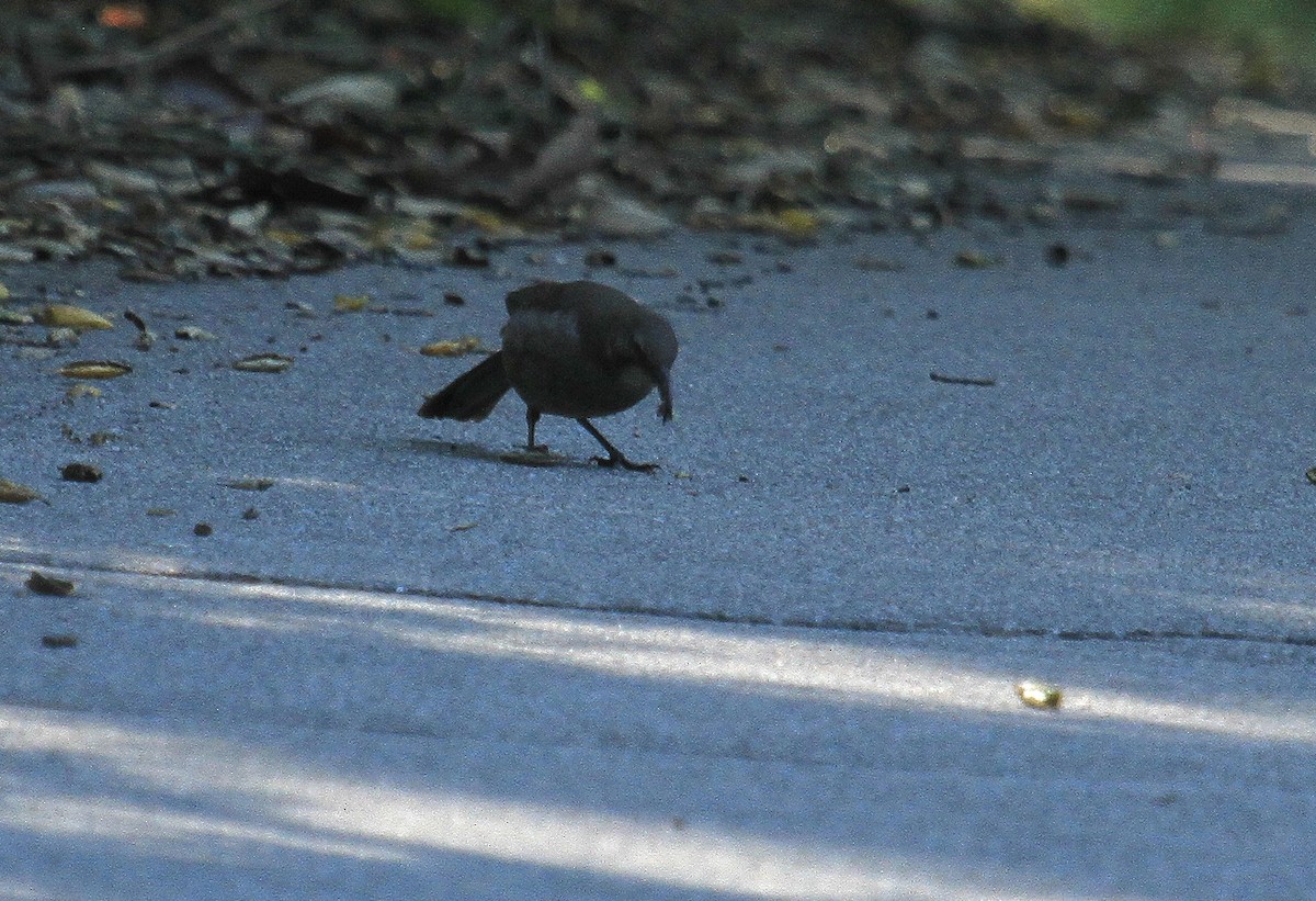 California Thrasher - ML635245559