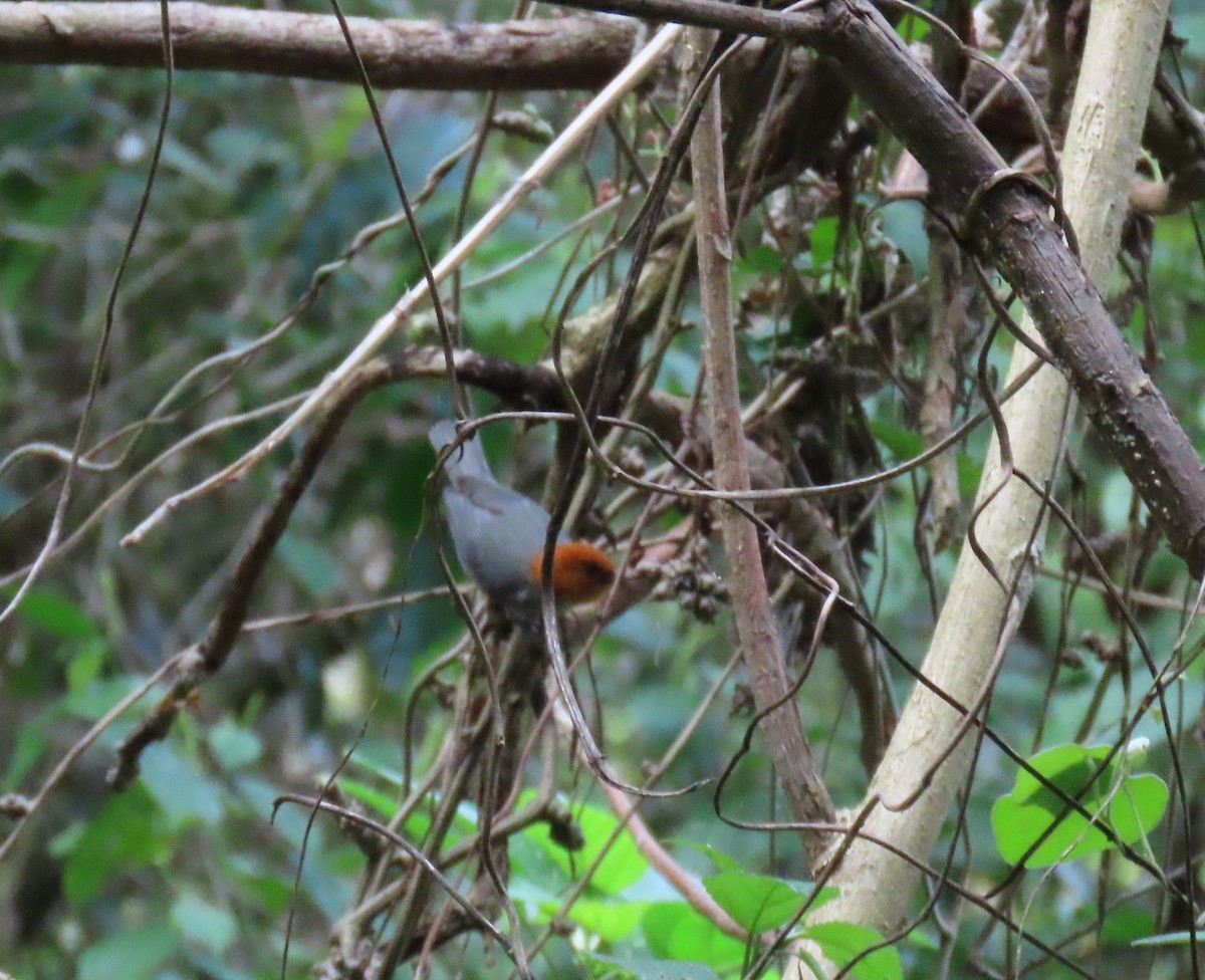 Fulvous-headed Tanager - ML635245587