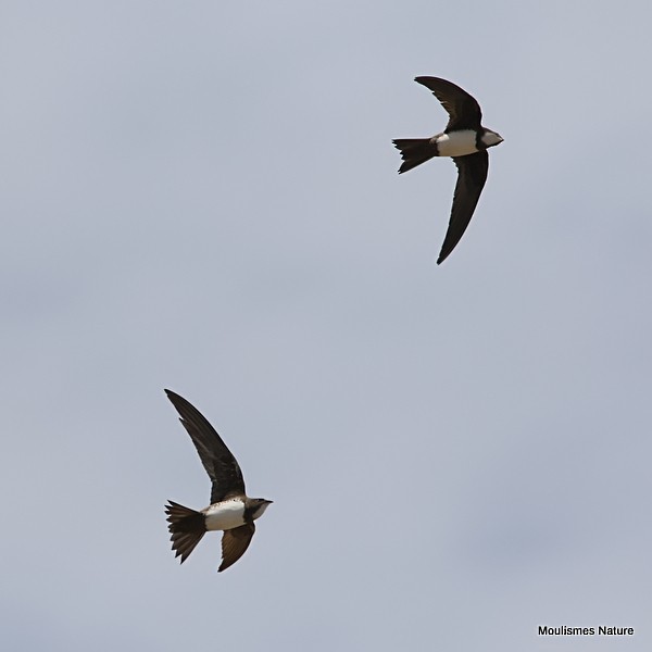 Alpine Swift - ML635245720