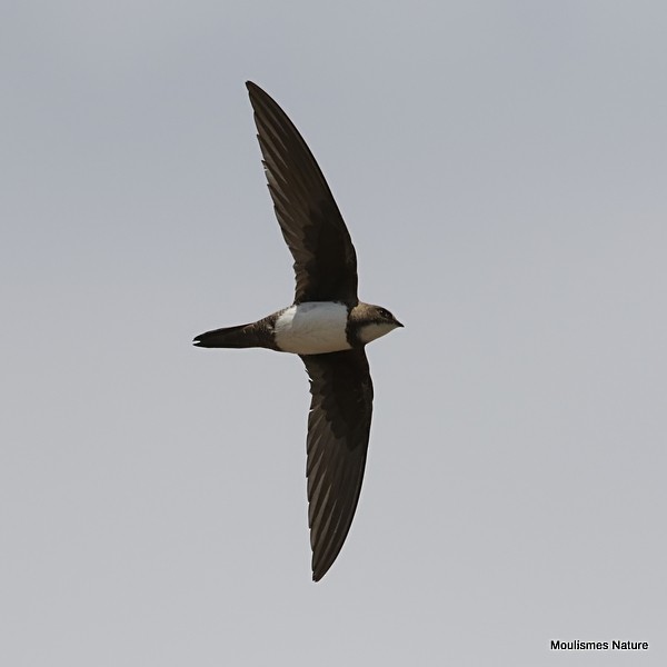 Alpine Swift - ML635245721