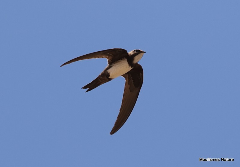 Alpine Swift - ML635245722