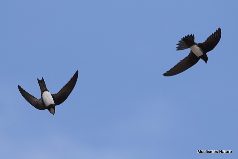 Alpine Swift - ML635245723