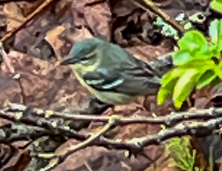 Cerulean Warbler - ML635245850