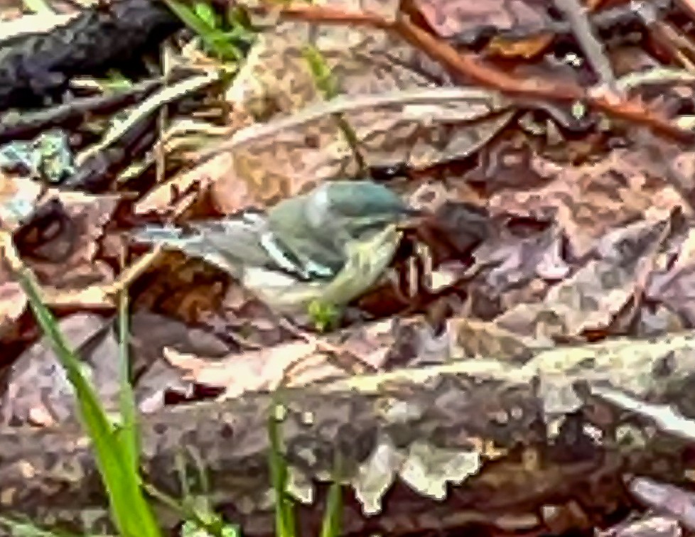 Cerulean Warbler - ML635245857