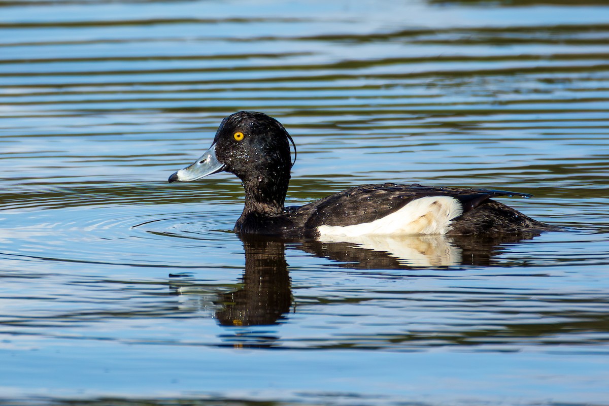 Tufted Duck - ML635245935