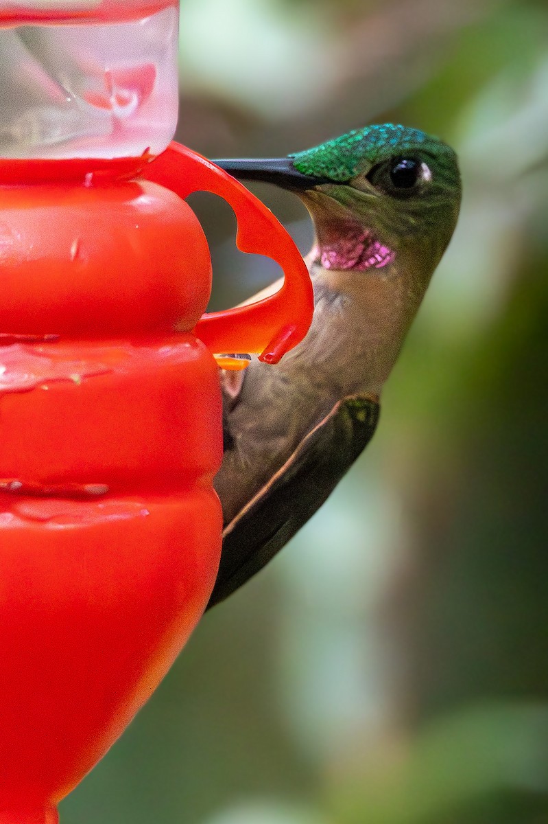 Fawn-breasted Brilliant - ML635246010
