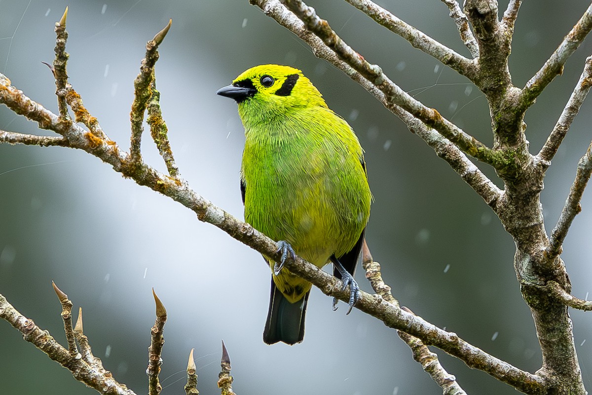 Emerald Tanager - ML635246031