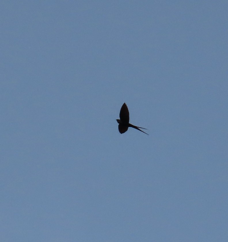Fanti Sawwing - ML635246058