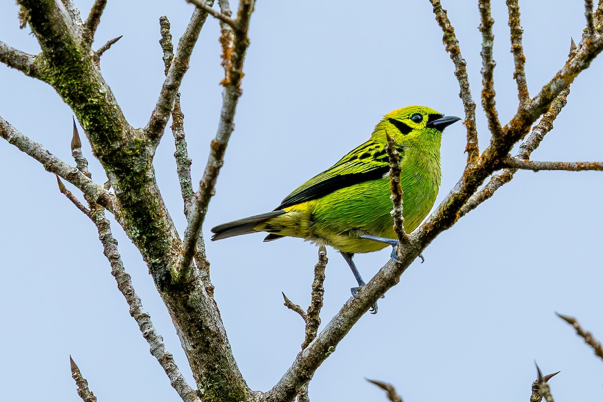 Emerald Tanager - ML635246059