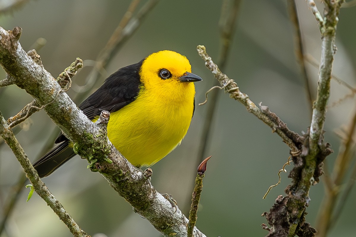 Black-and-yellow Tanager - ML635246068