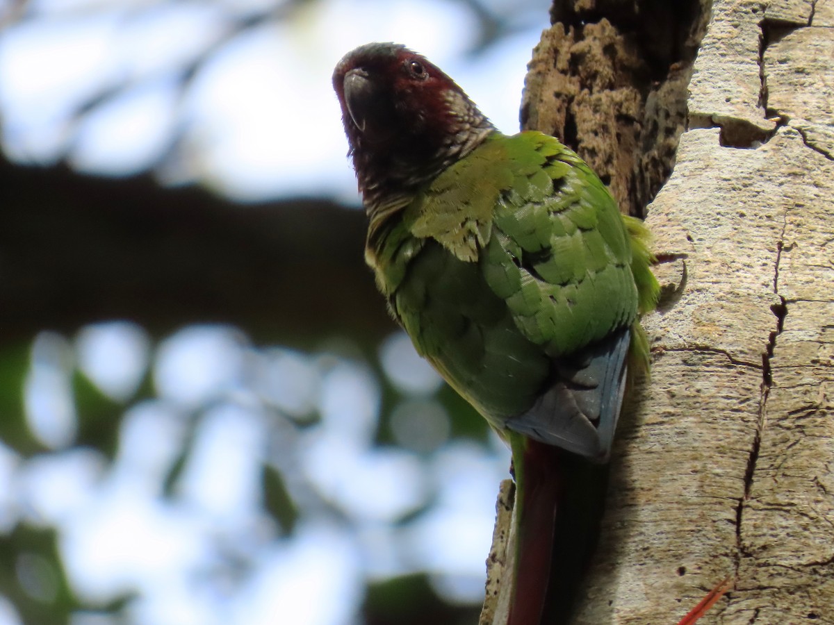 アカオウロコインコ（emma） - ML635246094