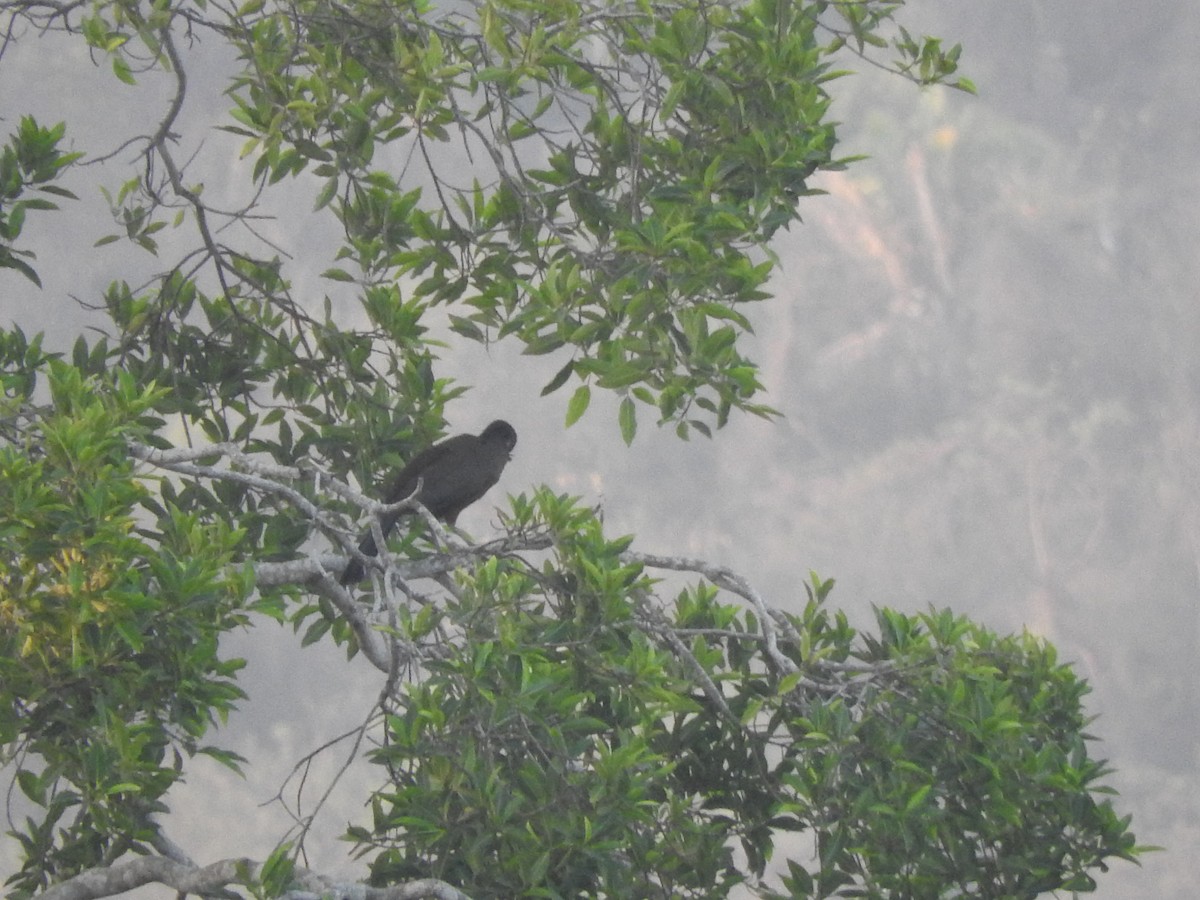 Rufous-bellied Chachalaca - ML635246097