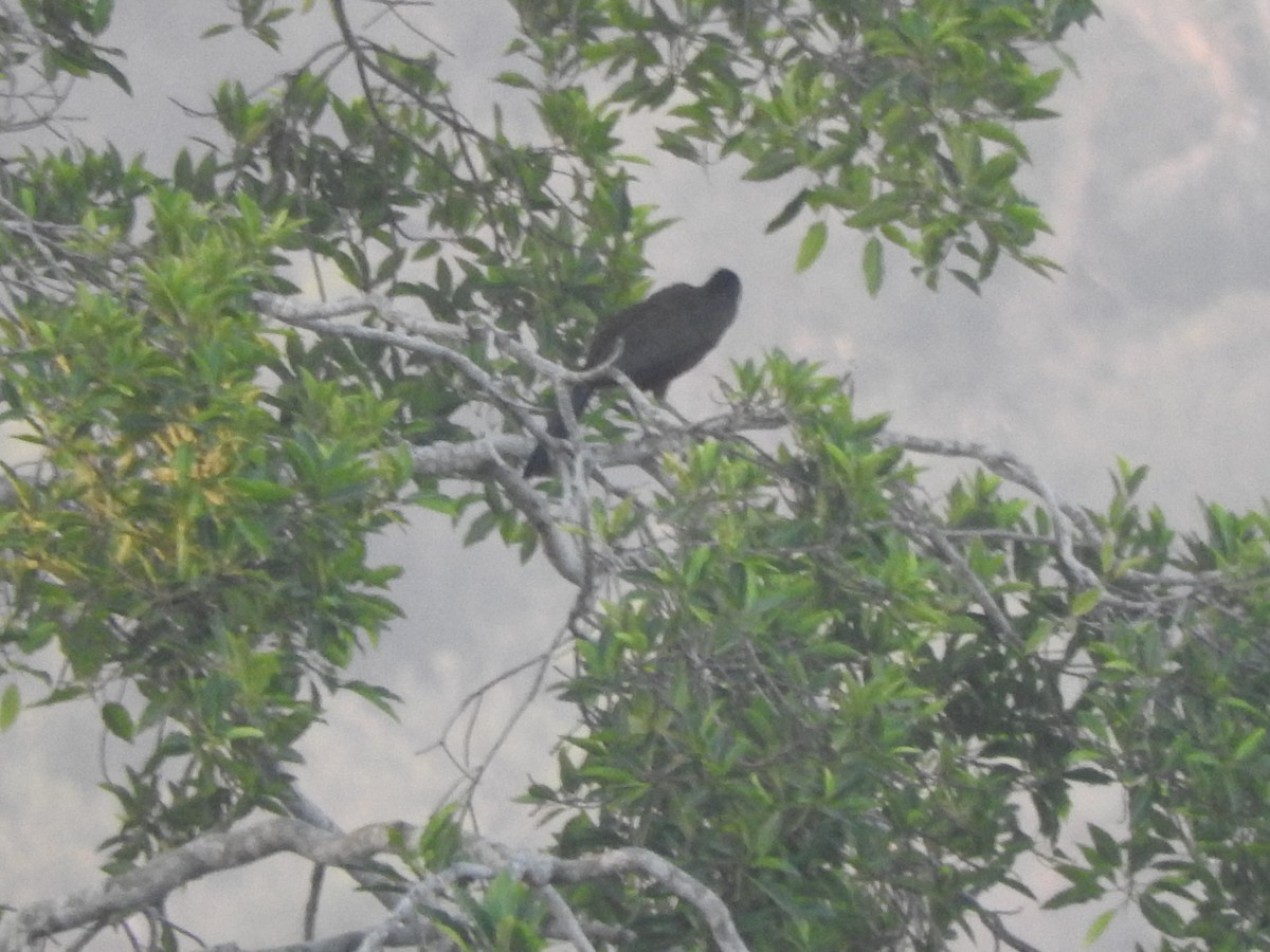 Rufous-bellied Chachalaca - ML635246098